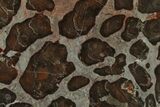 Polished Linella Avis Stromatolite Slab - Million Years #130612-1